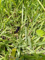Pompilocalus vinicolor