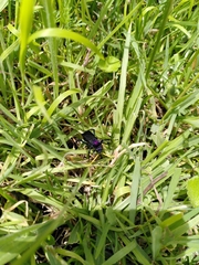 Pompilocalus vinicolor