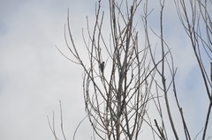 Dryobates nuttallii