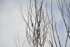 Dryobates nuttallii