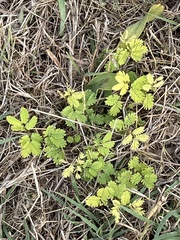 Desmanthus leptolobus