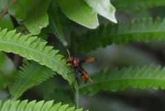 Rhynchium