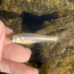 Fundulus diaphanus diaphanus