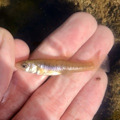 Fundulus diaphanus diaphanus