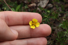 Blutwurz (Potentilla erecta): Herkunft und Verwendung — Foto 2