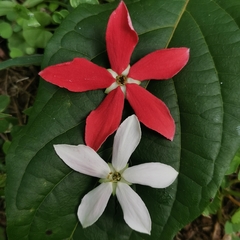 Combretum indicum