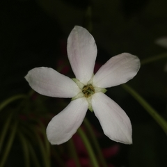 Combretum indicum