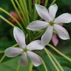 Combretum indicum