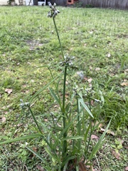 Tradescantia ohiensis image