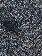 Paracardiophorus