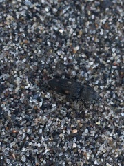 Paracardiophorus