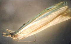Crambus saltuellus