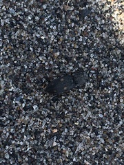 Paracardiophorus