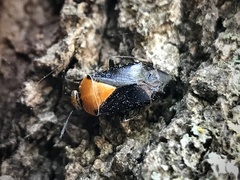 Neocapsus