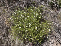 Leptosiphon floribundus