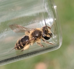 Andrena violae