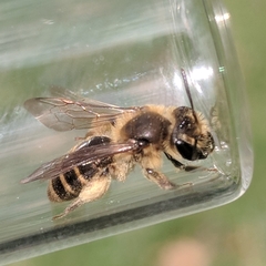 Andrena violae