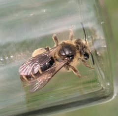 Andrena violae