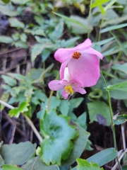 Begonia gracilis