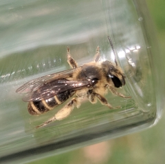 Andrena violae