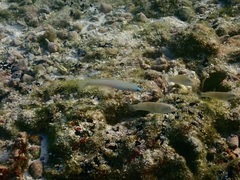 Ptereleotris microlepis