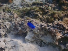 Pomacentrus coelestis