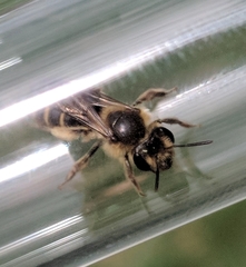 Andrena violae