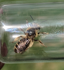 Andrena violae