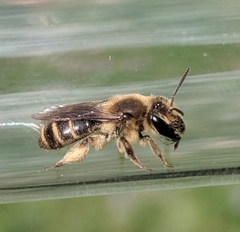 Andrena violae