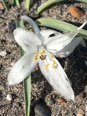 Leucocrinum montanum