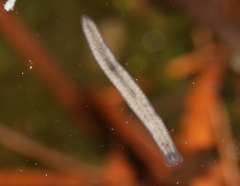 Planariidae