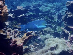 Chlorurus microrhinos