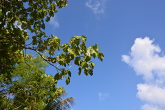 Macaranga thompsonii