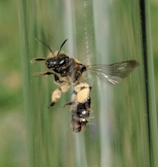 Andrena violae