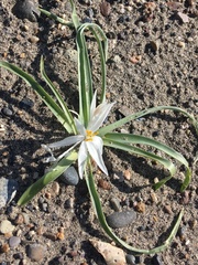 Leucocrinum montanum