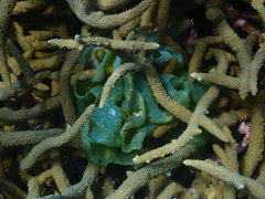 Dictyosphaeria cavernosa