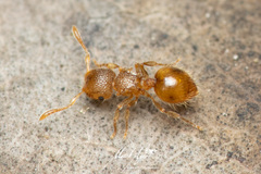 Meranoplus minor