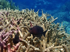 Ctenochaetus marginatus