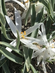 Leucocrinum montanum