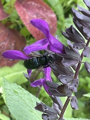 Xylocopa micans