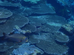 Monotaxis grandoculis