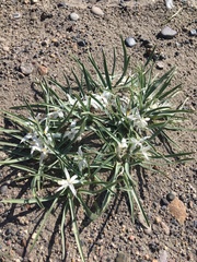 Leucocrinum montanum
