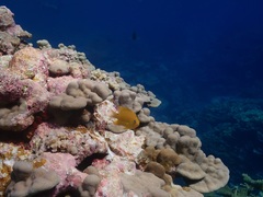 Plectroglyphidodon aureus