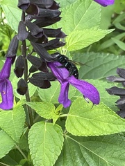 Xylocopa micans