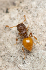 Meranoplus minor