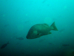 Lutjanus novemfasciatus