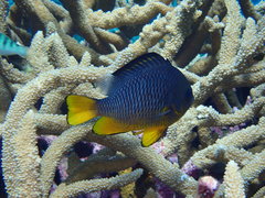 Dascyllus auripinnis