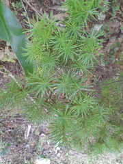 Leptecophylla juniperina