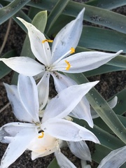 Leucocrinum montanum