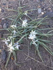 Leucocrinum montanum